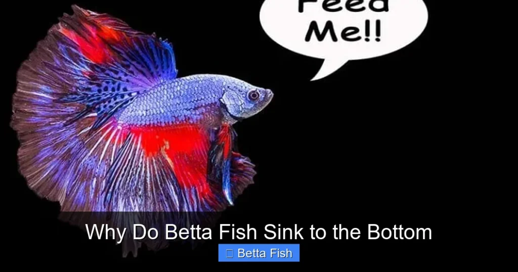 Why Do Betta Fish Sink to the Bottom