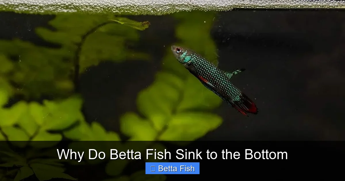Why Do Betta Fish Sink to the Bottom