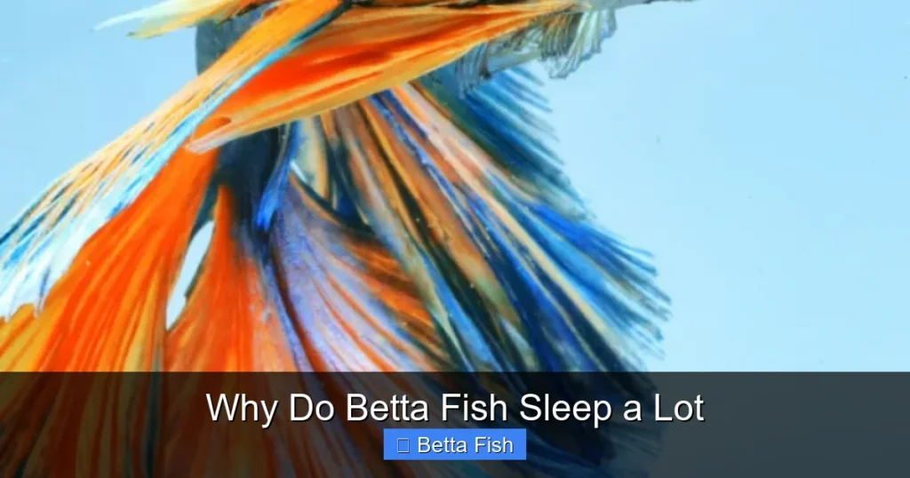 Why Do Betta Fish Sleep a Lot