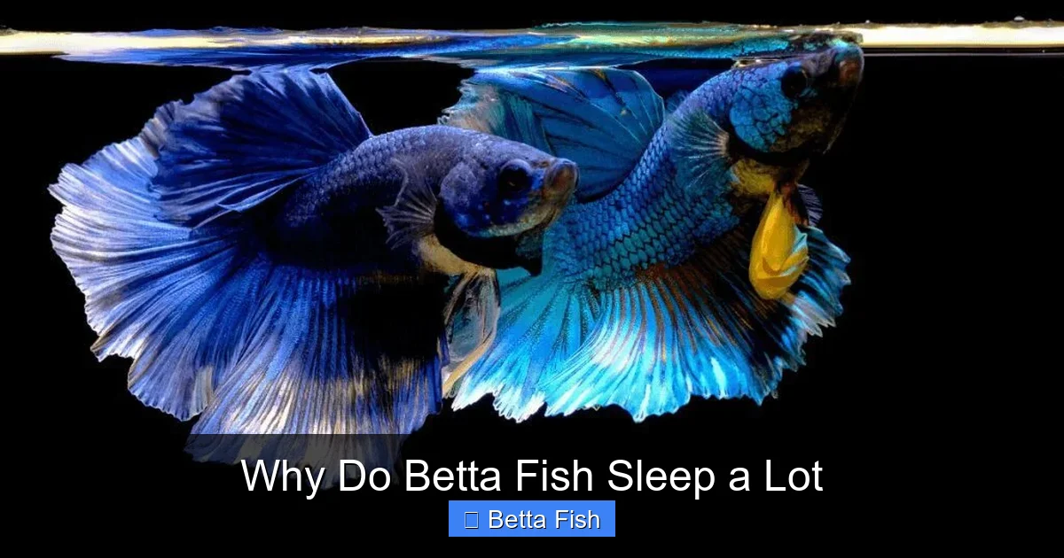 Why Do Betta Fish Sleep a Lot