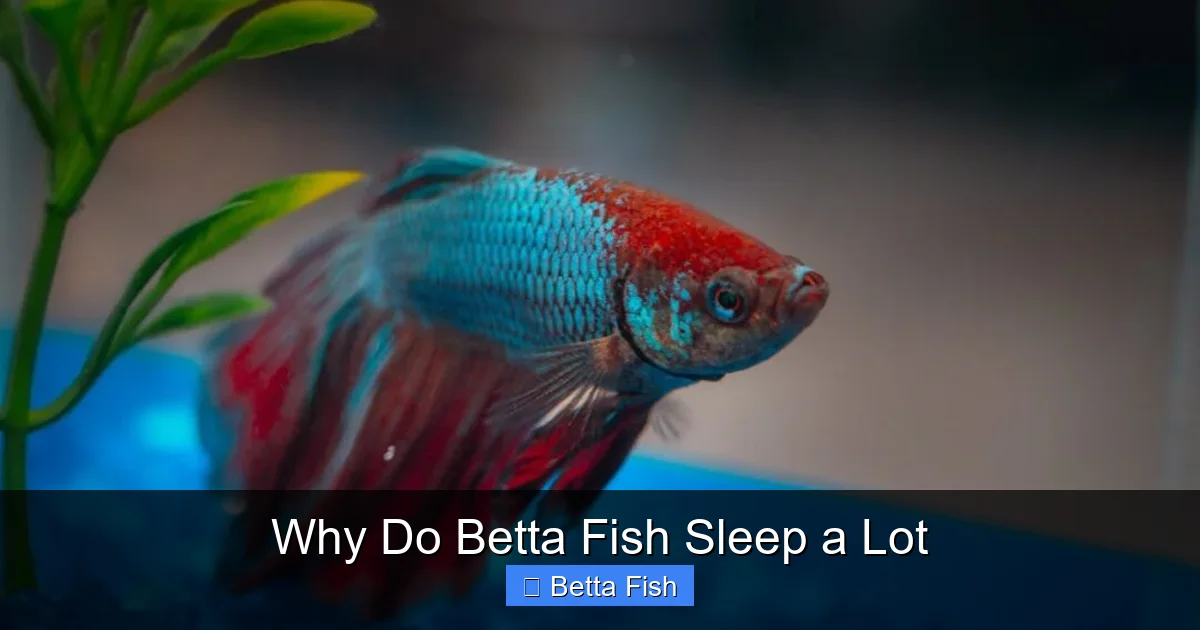 Why Do Betta Fish Sleep a Lot