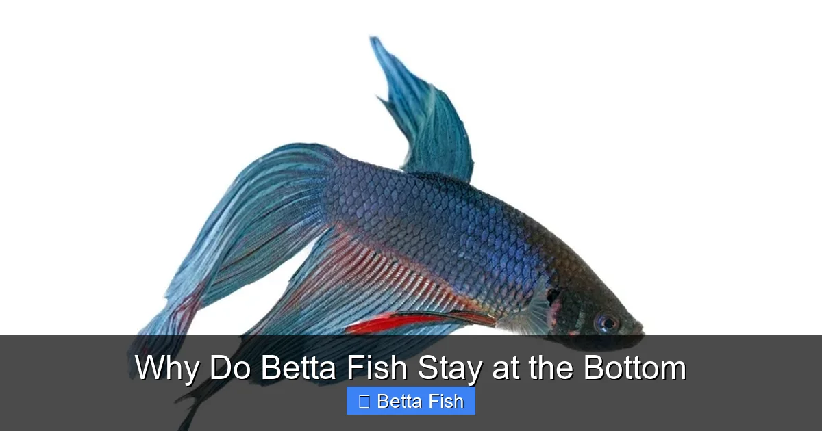 Why Do Betta Fish Stay at the Bottom