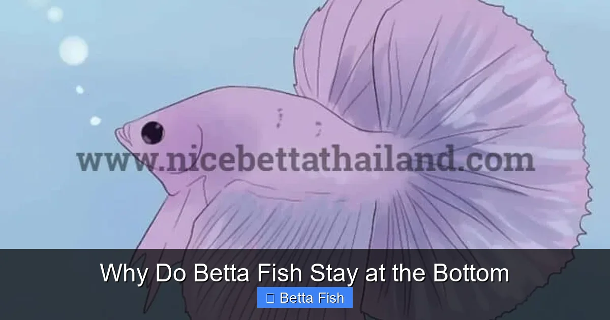 Why Do Betta Fish Stay at the Bottom