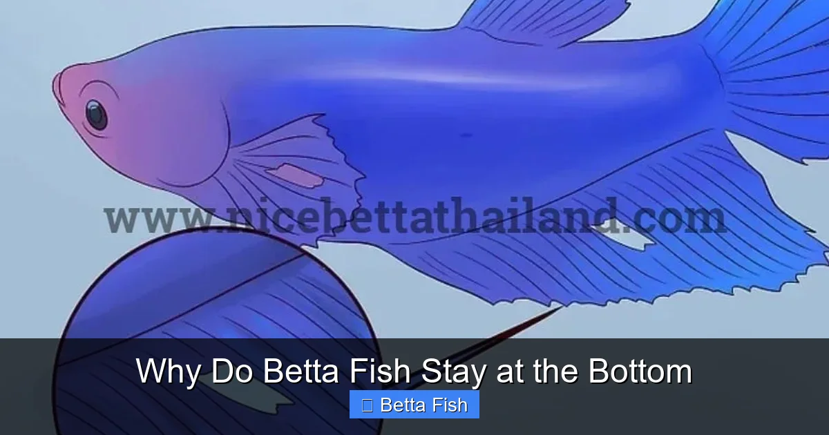 Why Do Betta Fish Stay at the Bottom