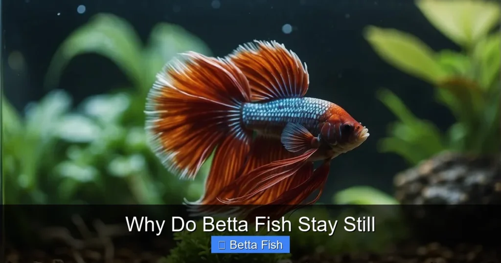 Why Do Betta Fish Stay Still