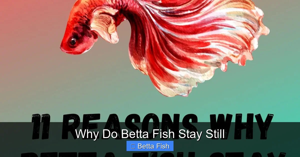 Why Do Betta Fish Stay Still