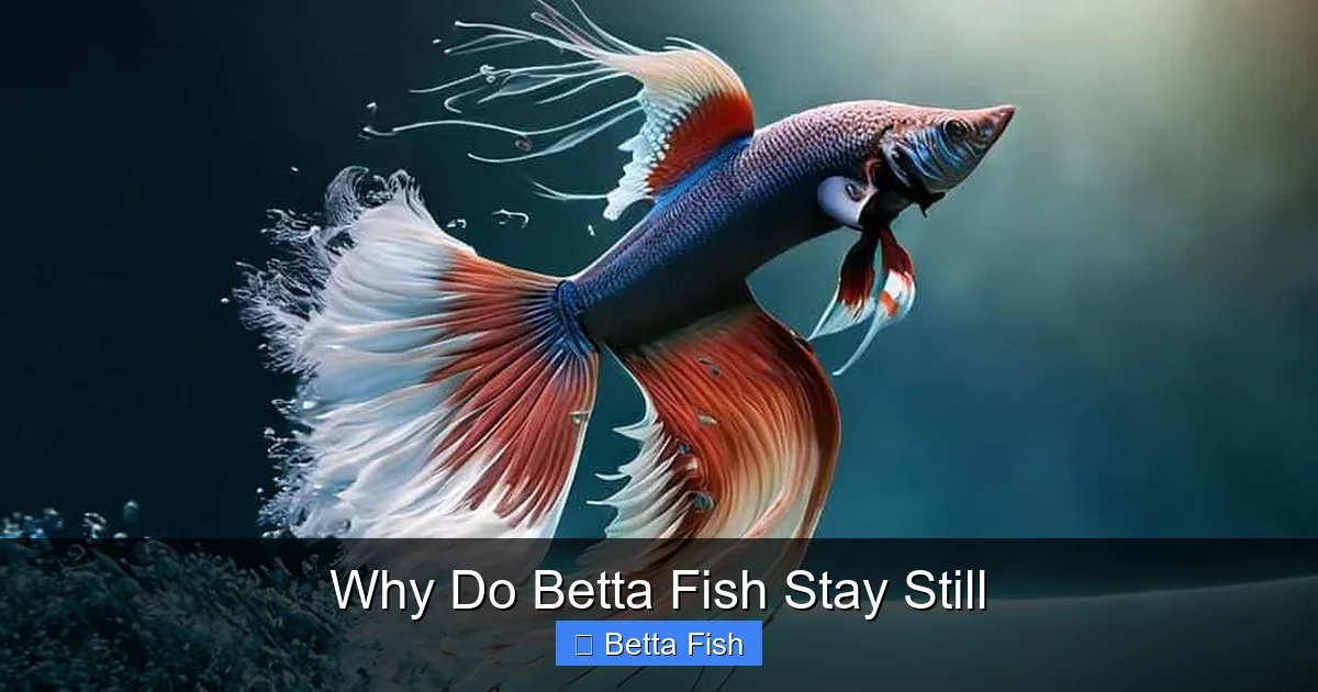 Why Do Betta Fish Stay Still
