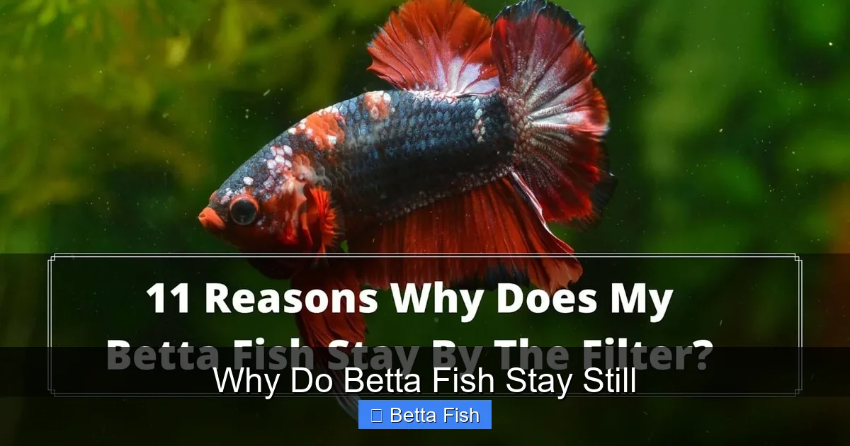 Why Do Betta Fish Stay Still