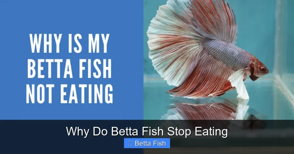 Why Do Betta Fish Stop Eating