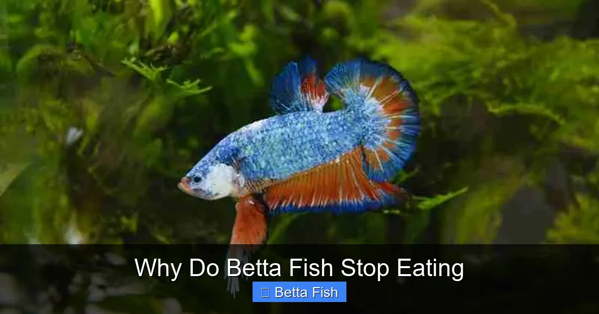 Why Do Betta Fish Stop Eating
