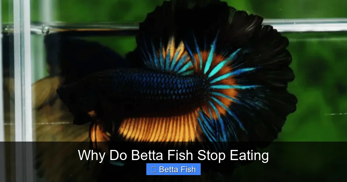 Why Do Betta Fish Stop Eating