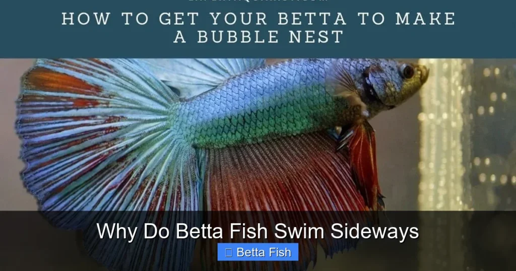 Why Do Betta Fish Swim Sideways