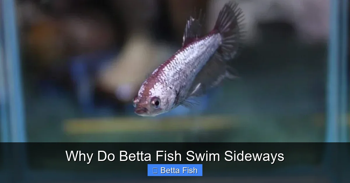 Why Do Betta Fish Swim Sideways