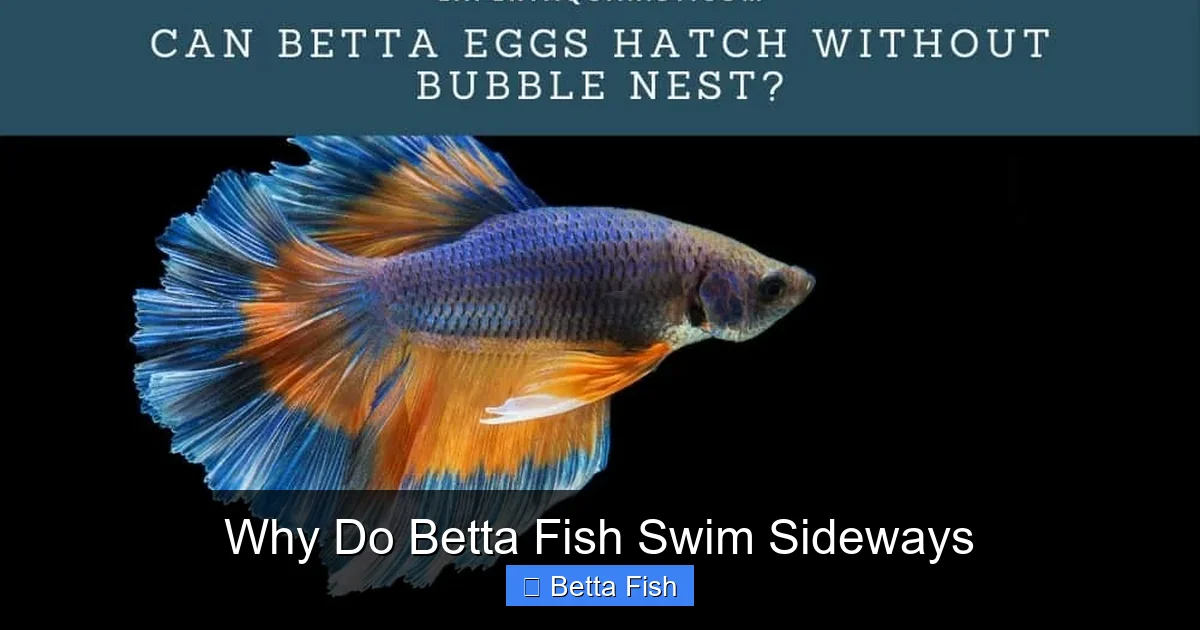 Why Do Betta Fish Swim Sideways