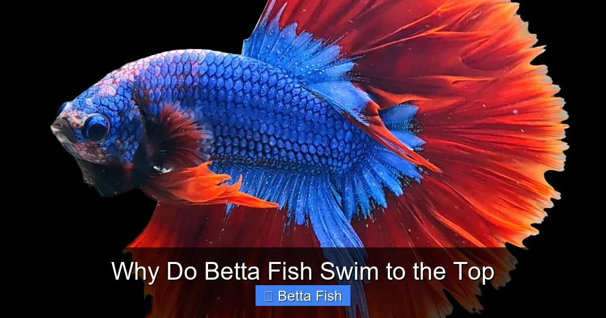 Why Do Betta Fish Swim to the Top