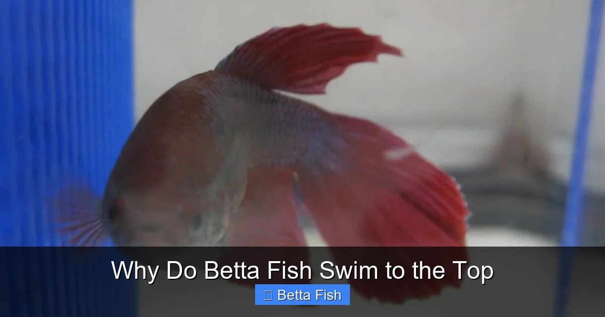 Why Do Betta Fish Swim to the Top