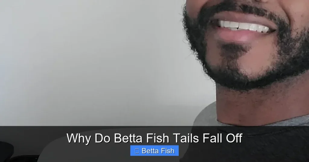 Why Do Betta Fish Tails Fall Off
