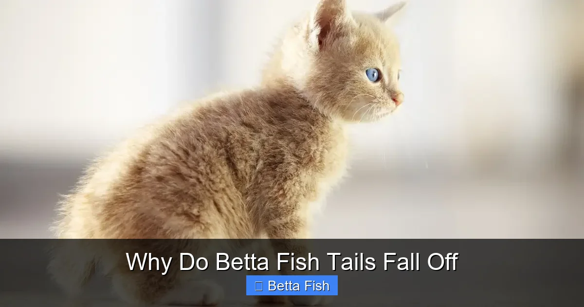 Why Do Betta Fish Tails Fall Off