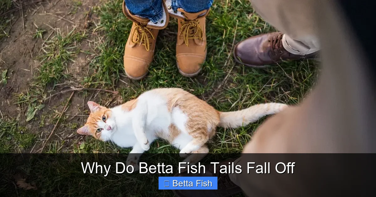 Why Do Betta Fish Tails Fall Off