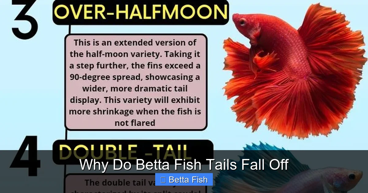 Why Do Betta Fish Tails Fall Off