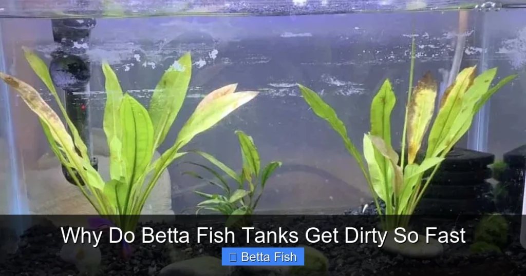 Why Do Betta Fish Tanks Get Dirty So Fast
