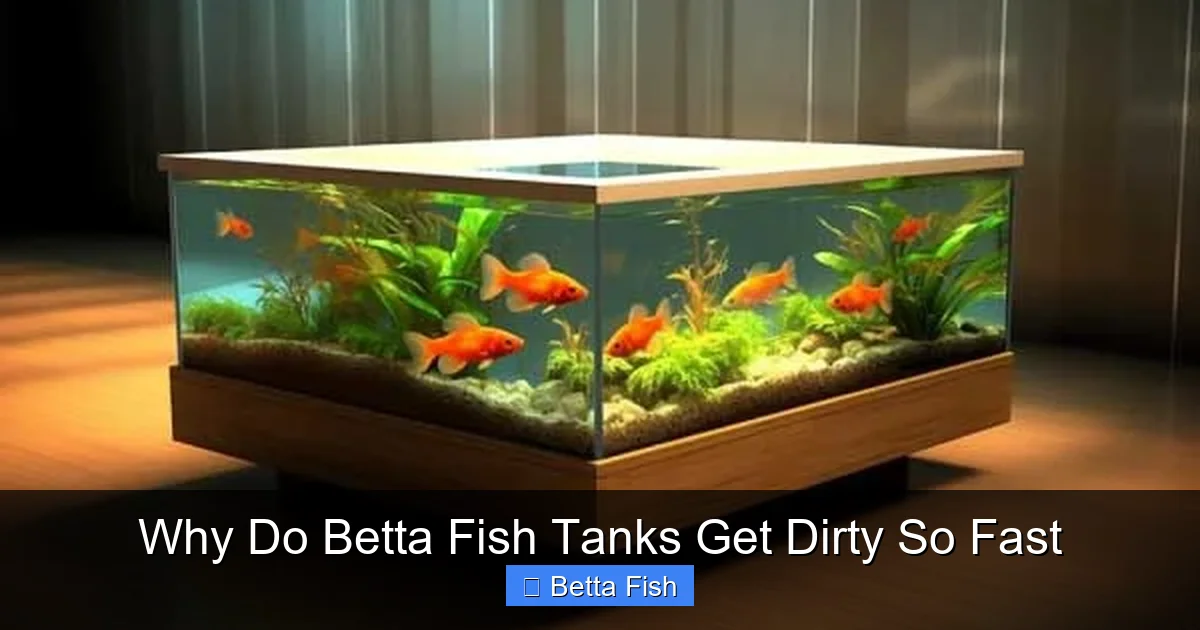 Why Do Betta Fish Tanks Get Dirty So Fast