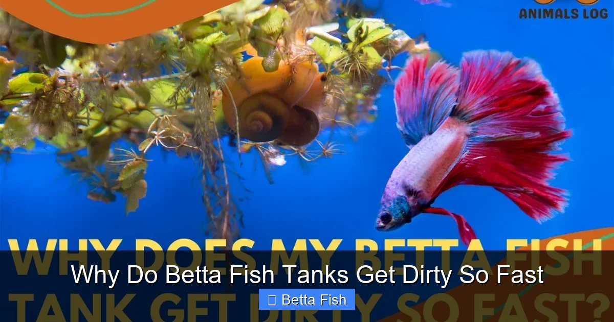 Why Do Betta Fish Tanks Get Dirty So Fast