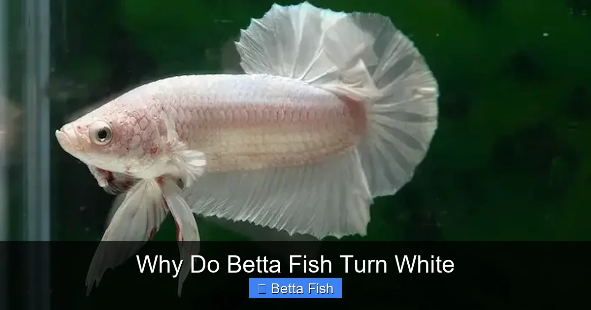 Why Do Betta Fish Turn White