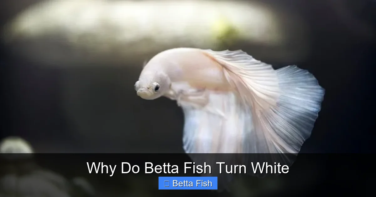 Why Do Betta Fish Turn White