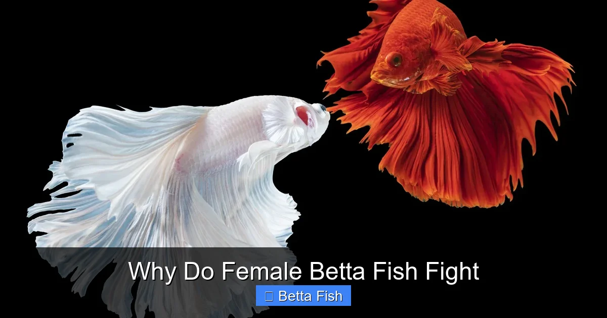 Why Do Female Betta Fish Fight
