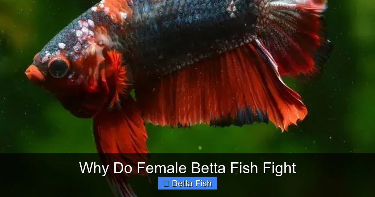 Why Do Female Betta Fish Fight