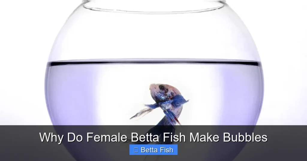 Why Do Female Betta Fish Make Bubbles