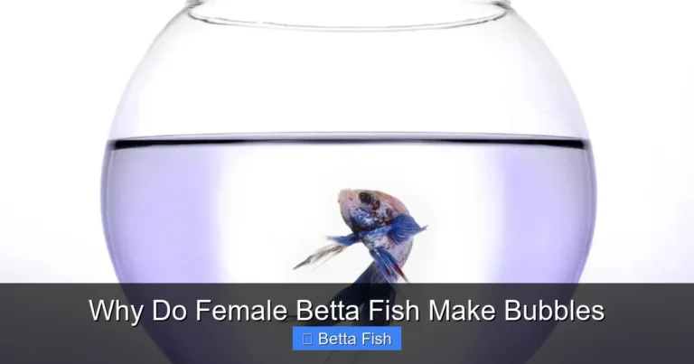 Why Do Female Betta Fish Make Bubbles