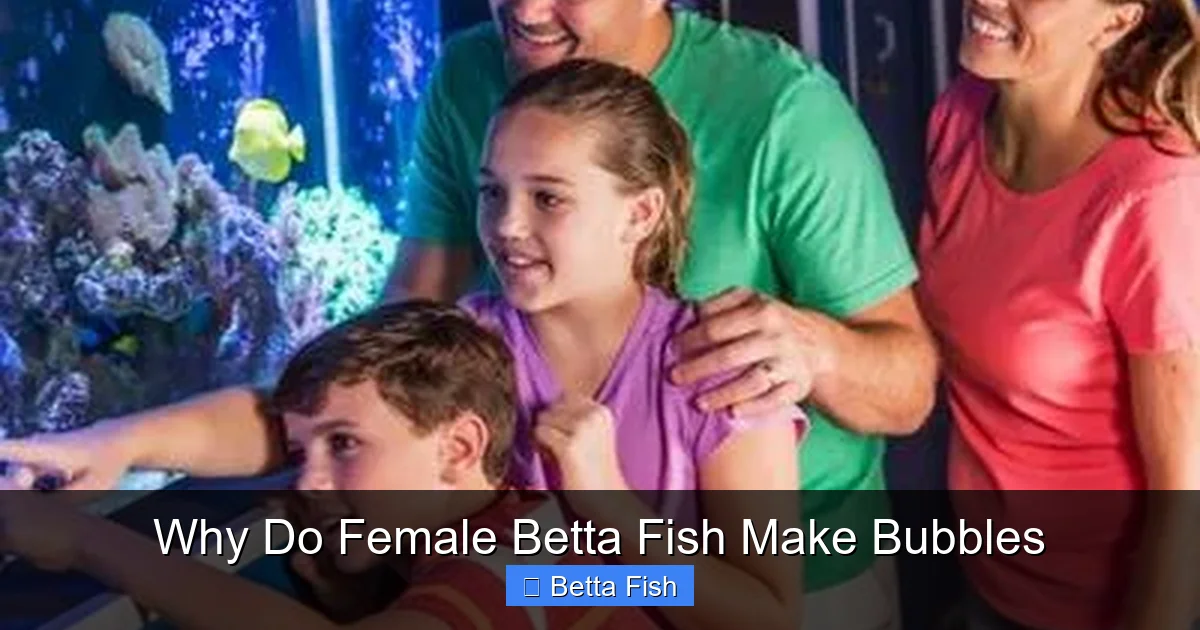Why Do Female Betta Fish Make Bubbles