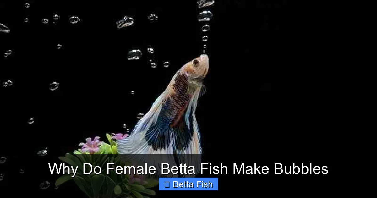 Why Do Female Betta Fish Make Bubbles