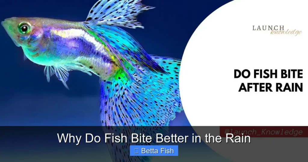 Why Do Fish Bite Better in the Rain