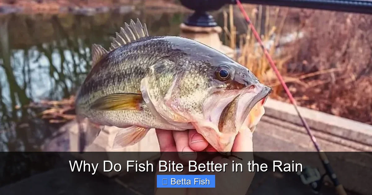 Why Do Fish Bite Better in the Rain