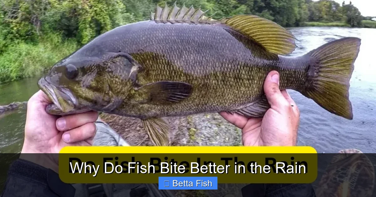Why Do Fish Bite Better in the Rain
