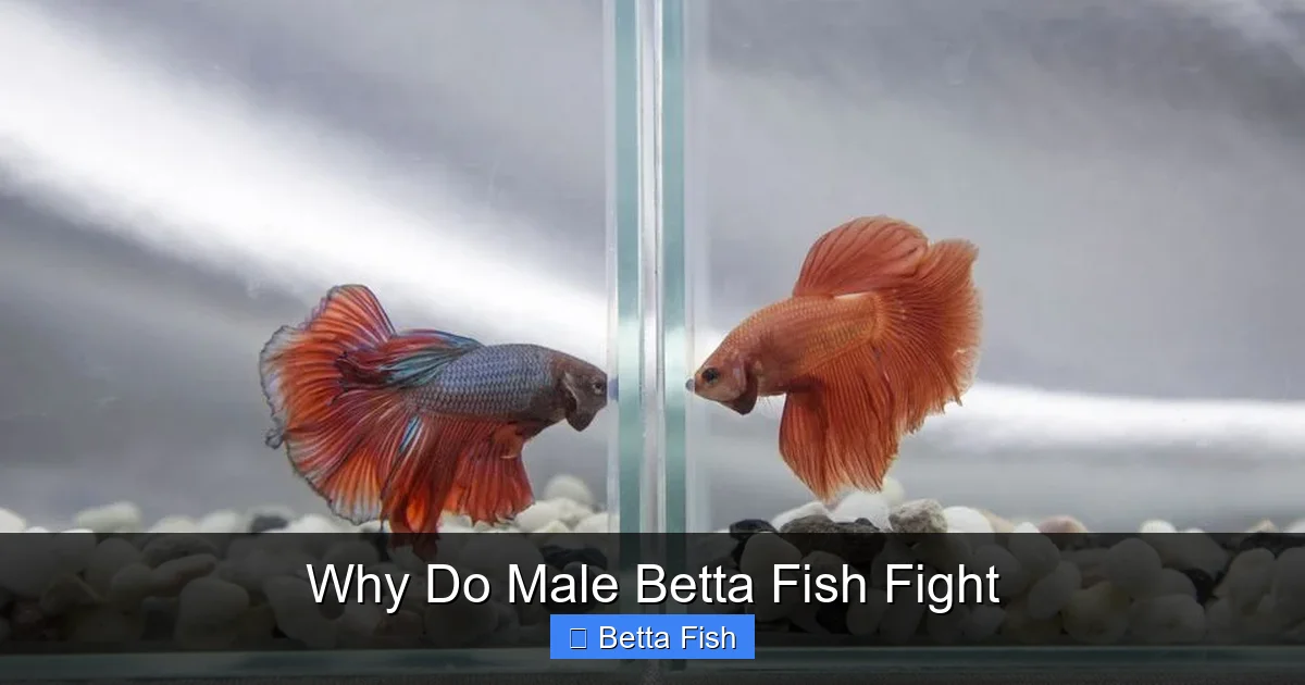 Why Do Male Betta Fish Fight