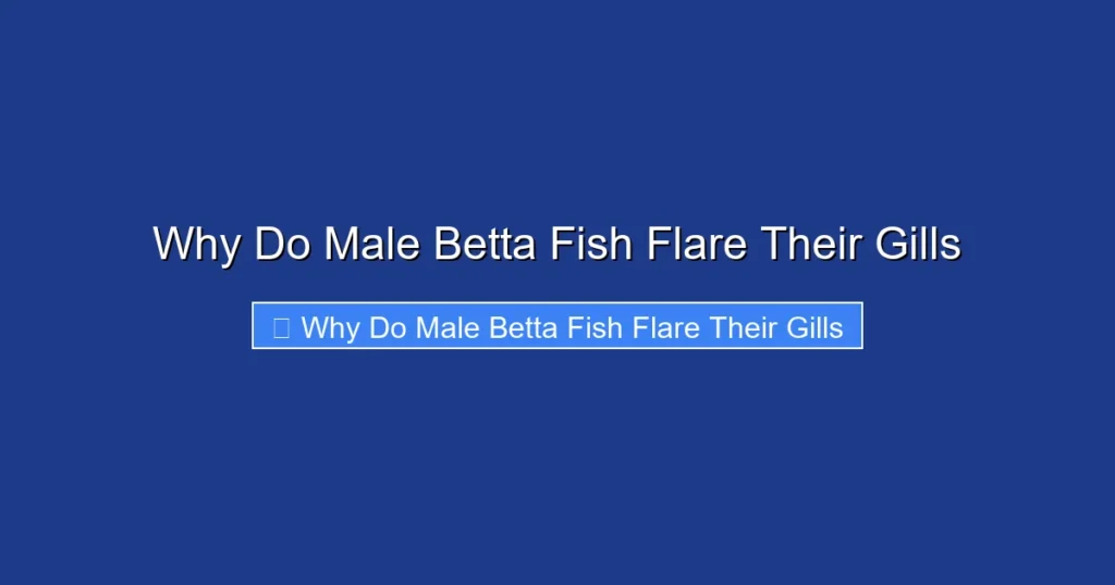 Why Do Male Betta Fish Flare Their Gills