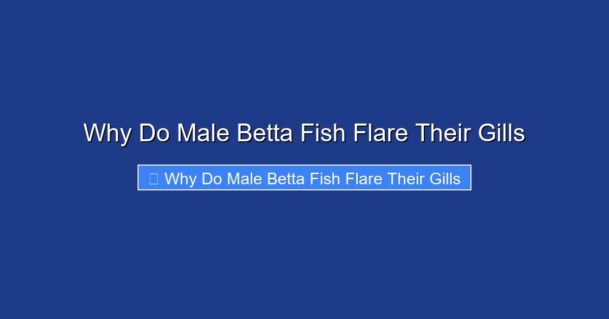 Why Do Male Betta Fish Flare Their Gills