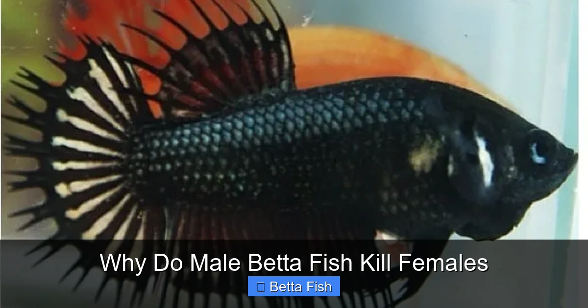 Why Do Male Betta Fish Kill Females