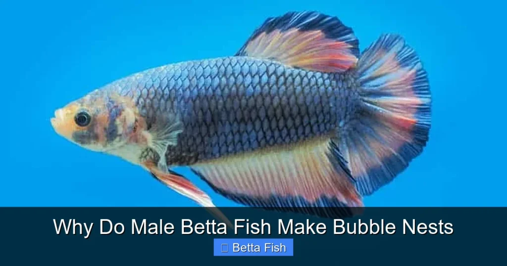 Why Do Male Betta Fish Make Bubble Nests