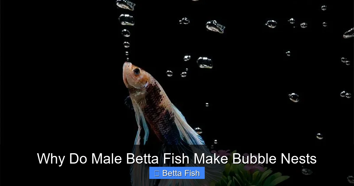 Why Do Male Betta Fish Make Bubble Nests