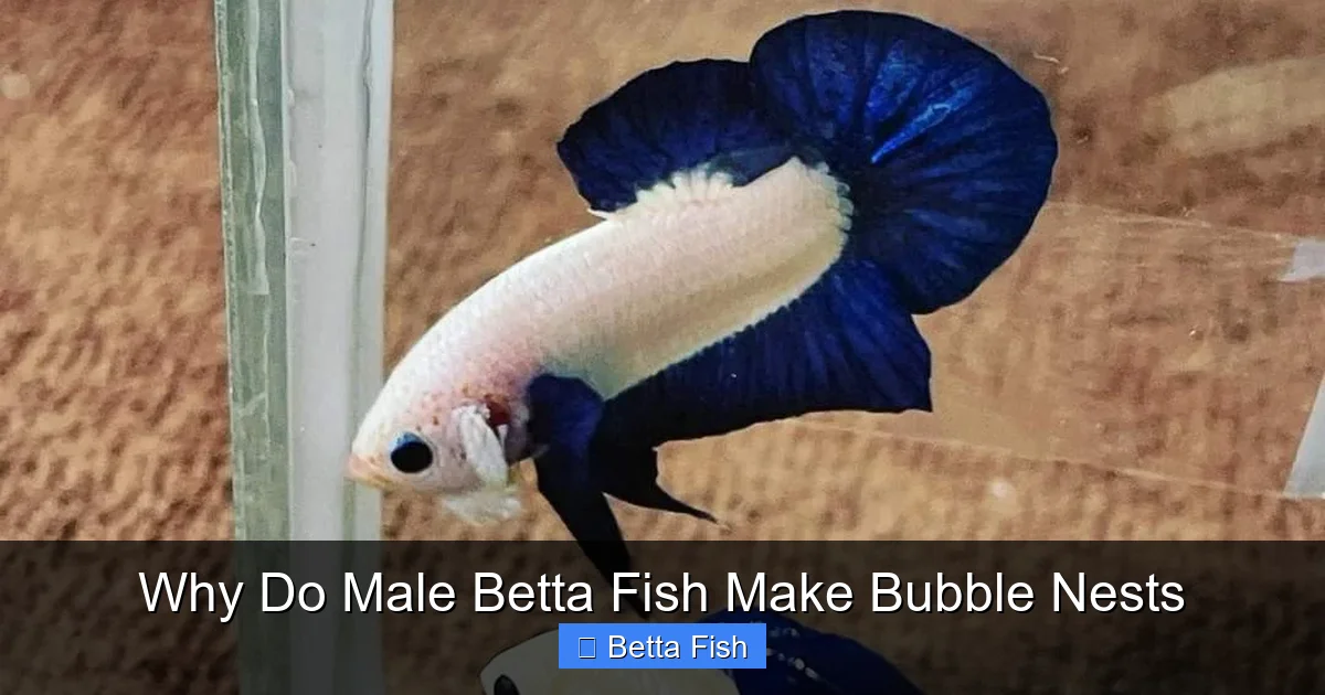 Why Do Male Betta Fish Make Bubble Nests