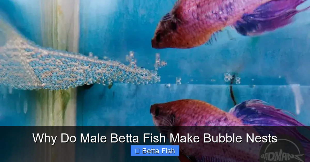 Why Do Male Betta Fish Make Bubble Nests