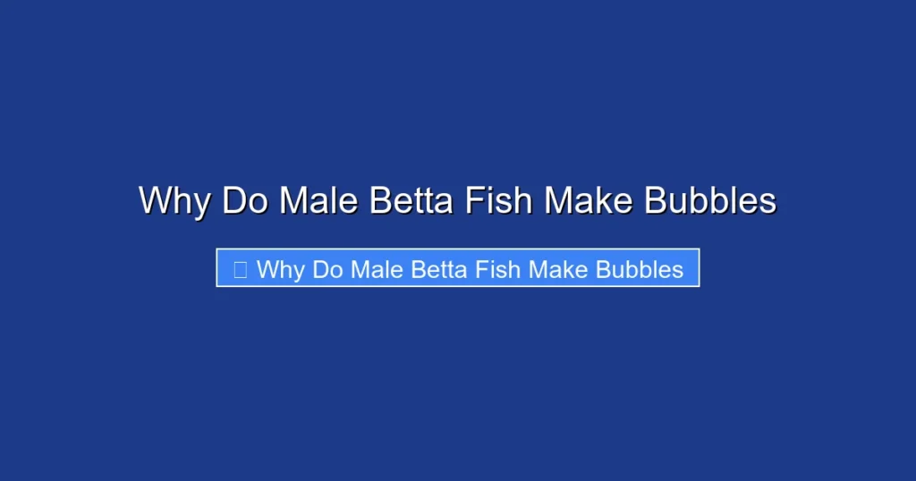 Why Do Male Betta Fish Make Bubbles