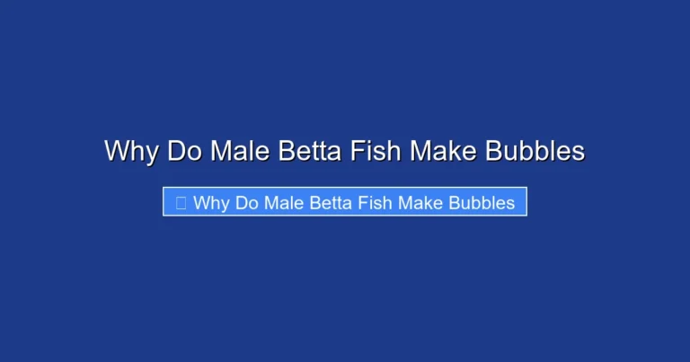 Why Do Male Betta Fish Make Bubbles