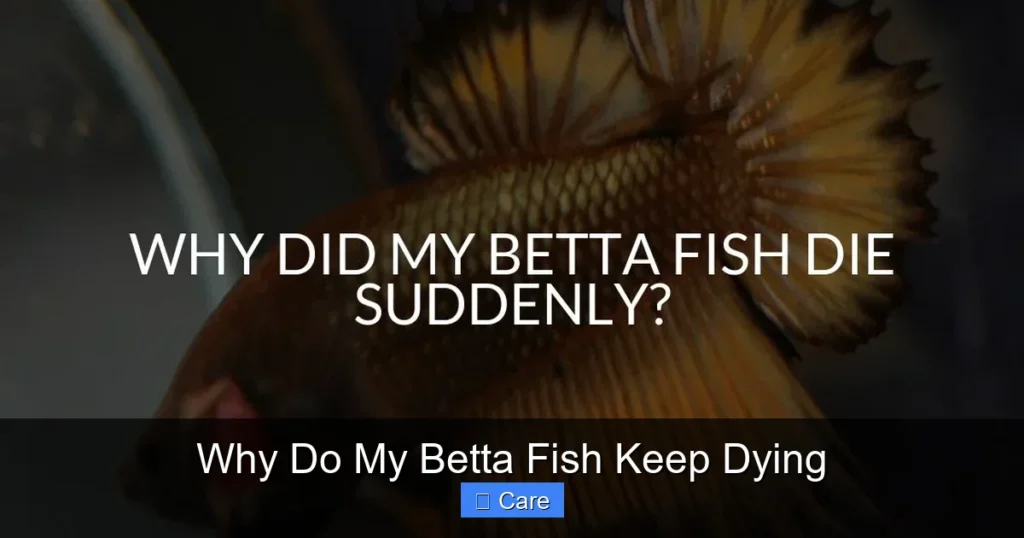 Why Do My Betta Fish Keep Dying