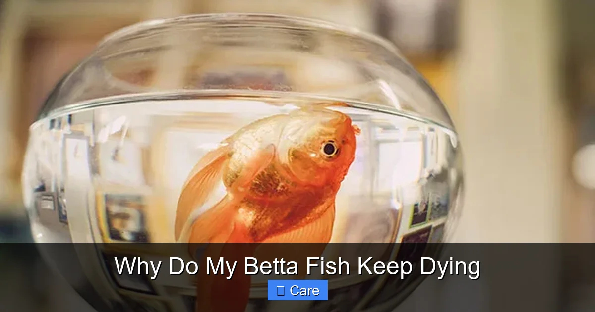 Why Do My Betta Fish Keep Dying
